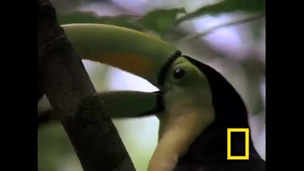 Тукан - една от най - красивите птици 