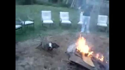 Куче маниак прескача огън 