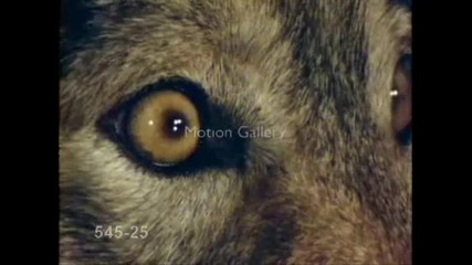 Wolves On my way