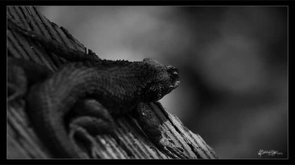Nikko.z - The Lizard King (luke Porter Remix)