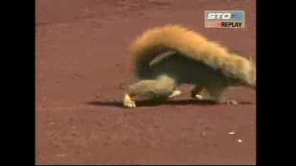 Луда катерица на бейзболен мач