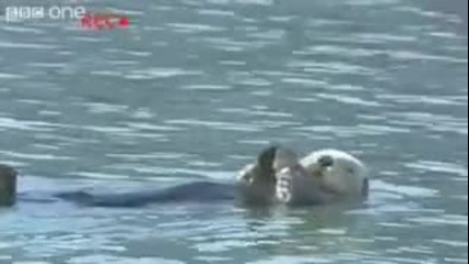 Какво е чувството да бъдеш животно