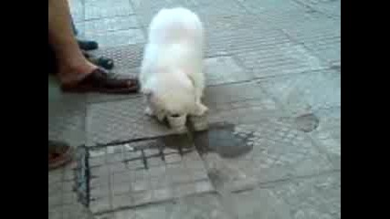 Ku4e Pie Bira