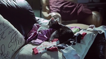 Kittens On The Beat