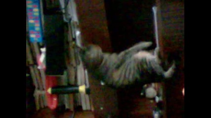 .., Macyranka h my beautiful cat :* 