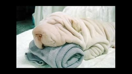 Смешни животни 