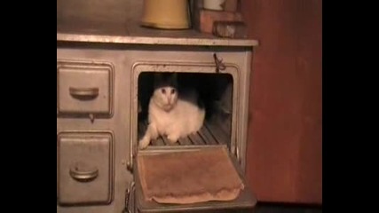 Котка В Печка