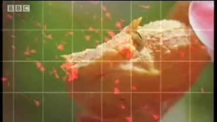 Eye - lash viper - Serpent - Bbc Animals 