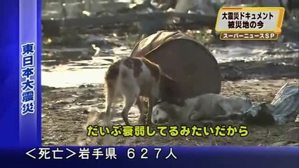 Японско куче не иска да си тръгне без другаря ! 