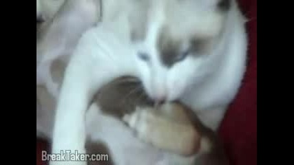 Animals Kitten Loves Puppy