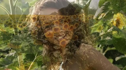 Sunflower. Mehdi - Sunshine