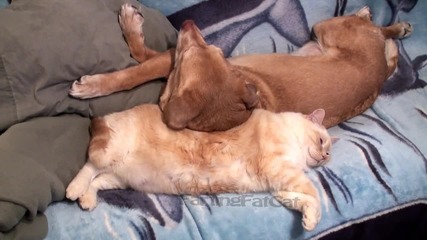 Дебела котка пърди на куче 