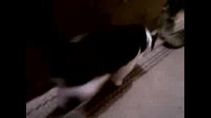 Моето коте