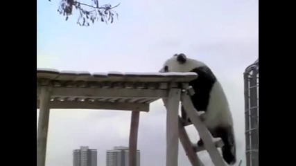 Панда се радва на първия сняг