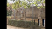 Редки маймуни са любимци в зоопарк в Израел