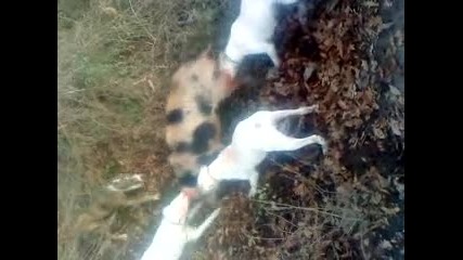 dogo argentino na maks