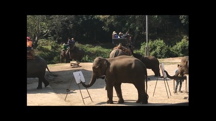 Незабравимата Суда и слонския лагер в Маетанг (северен Тайланд), 02.02.2016