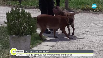 Как се тренират най-успешните следови полицейски кучета у нас