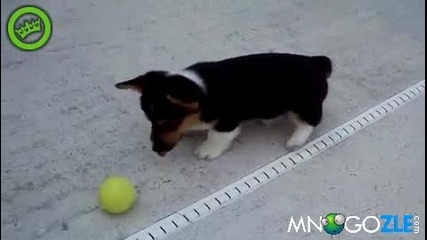 Кутре се запознава с тенис топка