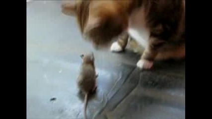 Котка И Мишка