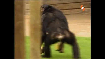 Енциклопедия на животните-примат-човекоподобна маймуна (бг аудио)