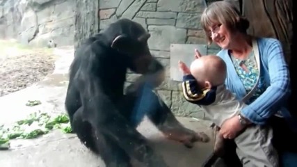 Шимпанзе се опитва да удари дете