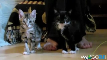 сладки котета 