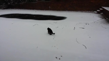 Котка от Дълбокия юг вижда сняг за първи път