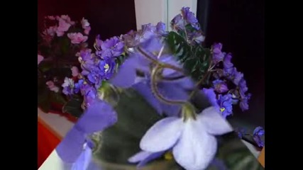 Nicola Di Bari - Como Violetas
