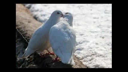 Scorpions - White dove