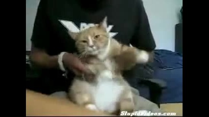 Хеивй метъл котка !