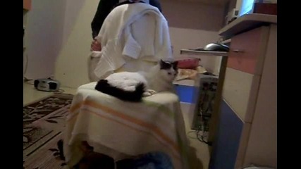 Котeшка Наглост 