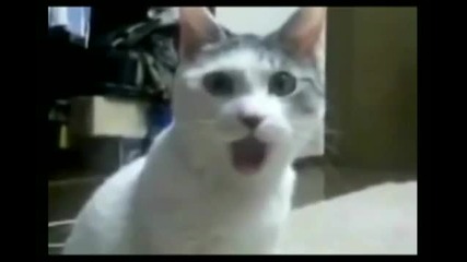 Котка реагира на катастрофата на Буеми [ смях ]