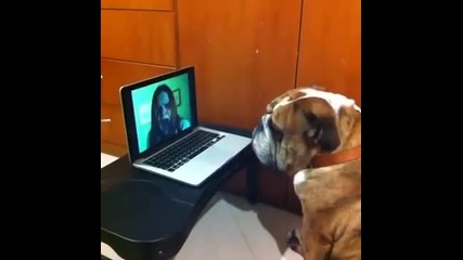 Prank Fail Dog doing scary maze game Funny Vine