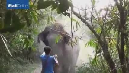 Мъж спира атаката на слон с едно движение