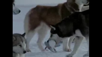 Haski 