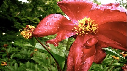 Nancy Sinatra - Flowers in the Rain 