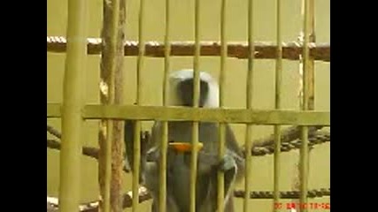 Снимки от зоогическата градина в град софия - 2 част