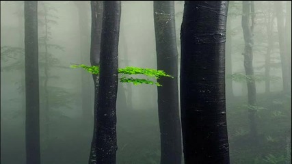 Zen Garden - Dream Made Teller (manifesto)