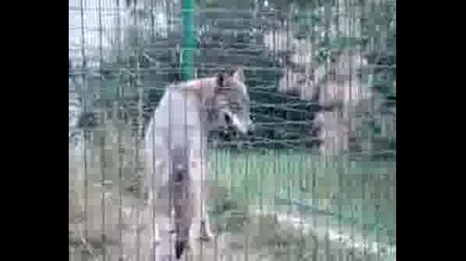 Вълци В Зоогическата Градина