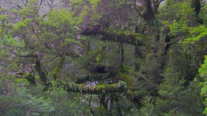 Fiordland 'rainforest' - 'marfa Lights 2' by Deuter