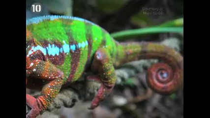 10-те Най-цветни същества