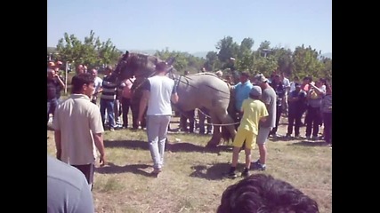 sybor v selo Kapitan Dimitrievo 30.04.2012