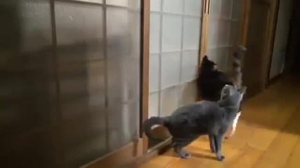Възпитана котка, чука на врата