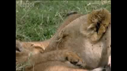 Mongoose family surrouned by lion pride - Bbc wildlife