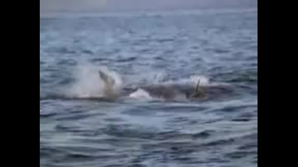 Бяла акула нападение срещу Foca