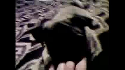 Видео - 0010.mp4