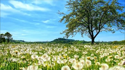 Serenade To Spring