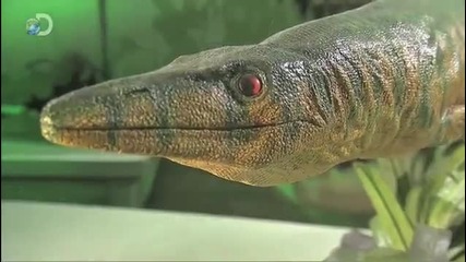 Mega Beasts - Origins of a Monster - 9 13 @ 9pm E P on Discovery