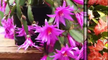 Beautiful Cacti - Super Music